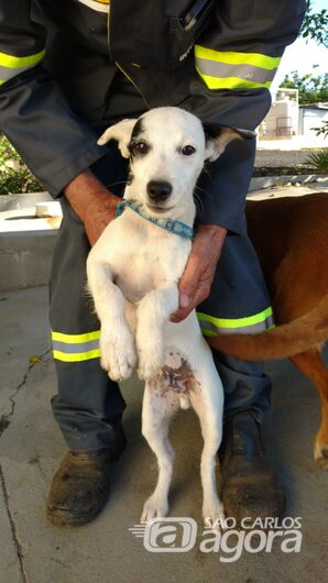 Cachorro é encontrado - 