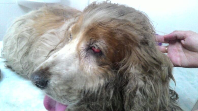 Cachorrinha resgatada é diagnosticada com tumor e precisa de ajuda - Crédito: Divulgação