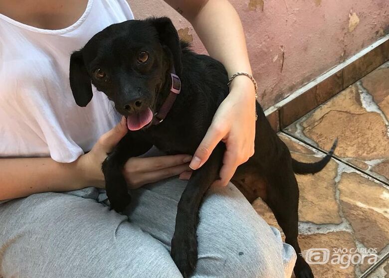 Cachorrinha abandonada procura um lar - Crédito: Divulgação