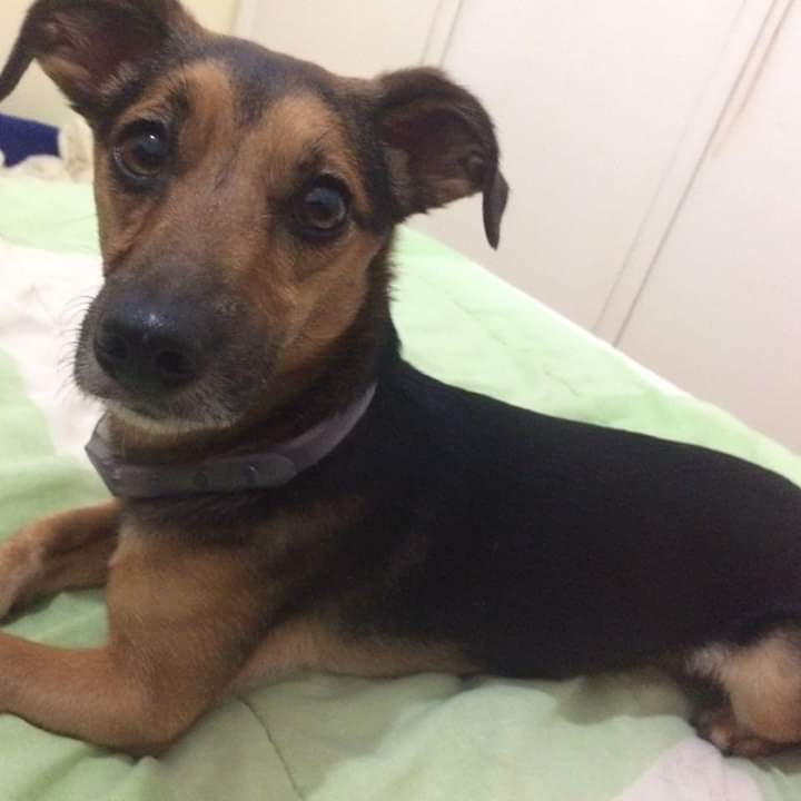 Cachorrinho que escapou em capotamento morre atropelado por ônibus - Crédito: Divulgação