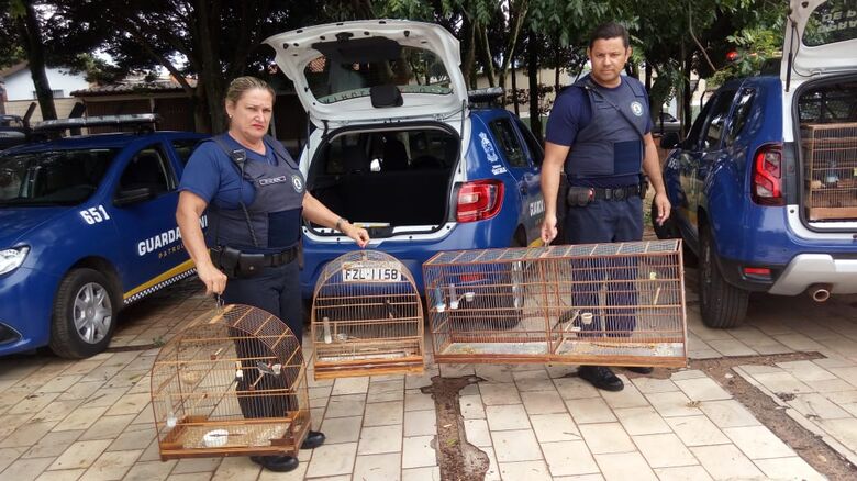 Guarda Municipal apreende aves mantidas irregularmente em cativeiro no Cidade Aracy - 