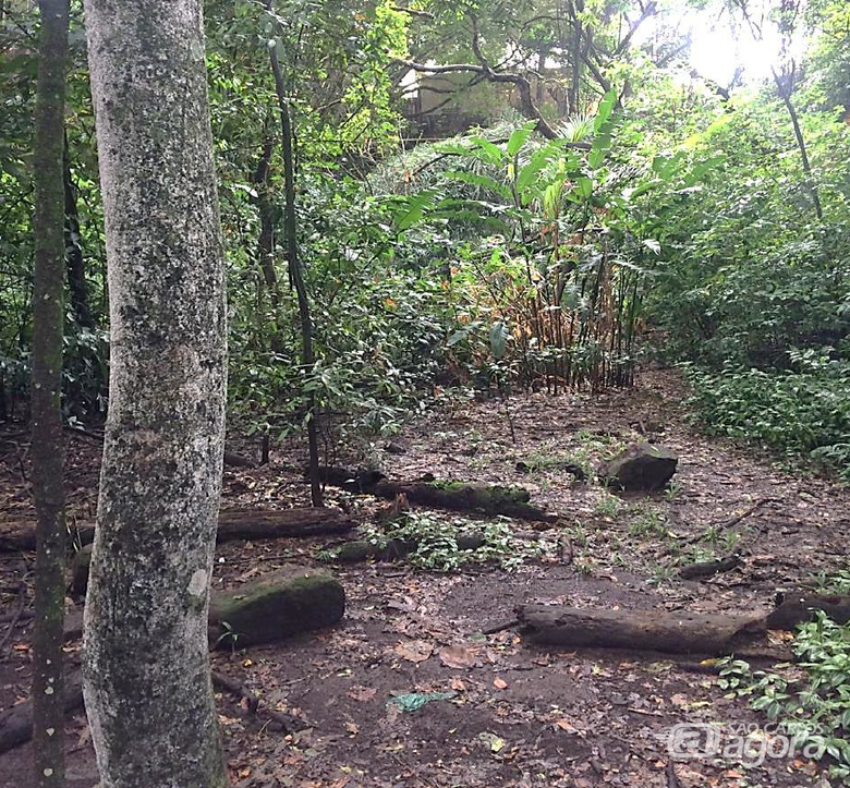 Fehidro aprova projeto para recuperação de talude no Bosque das Paineiras - Crédito: Divulgação