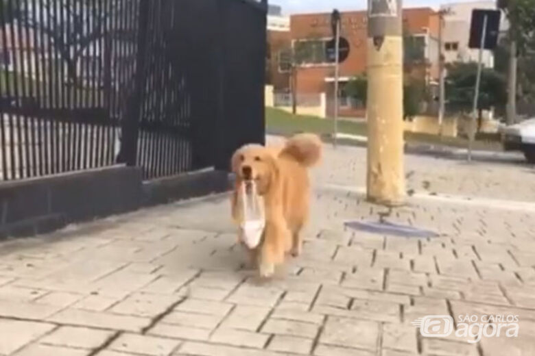 Vídeo de cachorra indo buscar pão sozinha viraliza na internet - Crédito: Reprodução