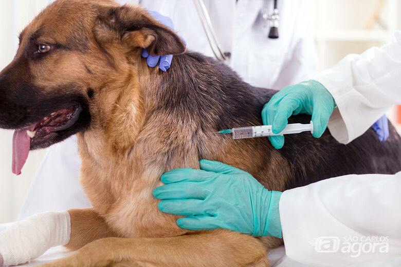 Neste sábado (12) tem vacinação de cães e gatos na área rural - Crédito: Divulgação