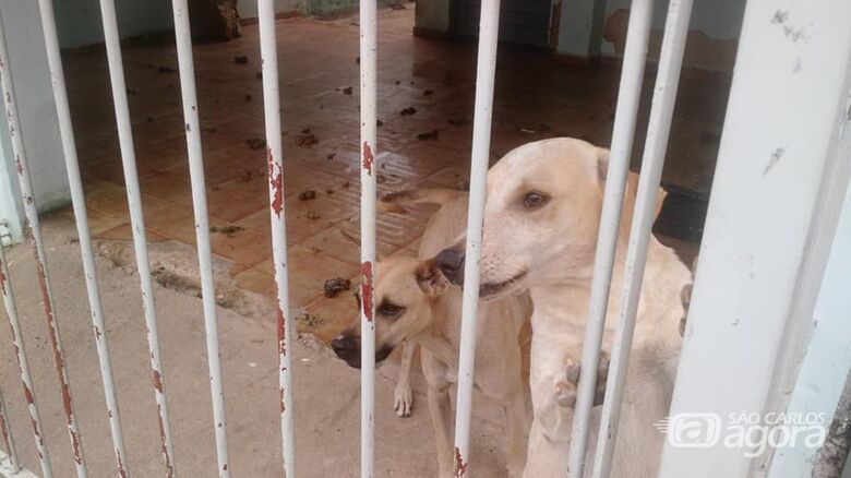 Inquilinos vão embora e abandonam três cães, afirma proprietária da casa - Crédito: Divulgação