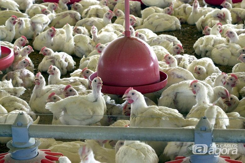 BRF recolhe carne de frango por risco de contaminação por salmonella - Crédito: Agência Brasil