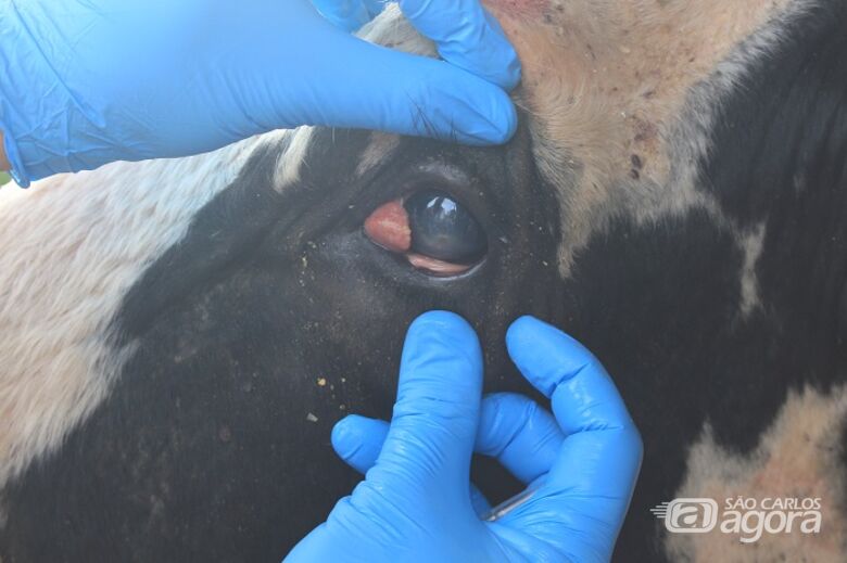 Para veterinário da Embrapa São Carlos, agnóstico precoce de tumor ocular em bovinos evita metástase - Crédito: Gisele Rosso