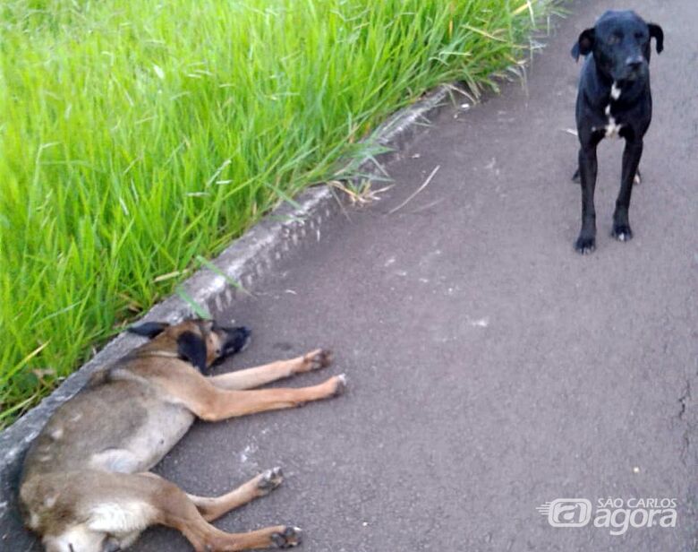 Cão é atropelado e sem abandonar, companheiro fica ao lado - Crédito: Divulgação