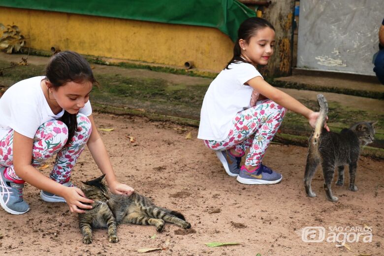 19 animais são adotados em ação realizada no Canil e Gatil Municipal - Crédito: Divulgação