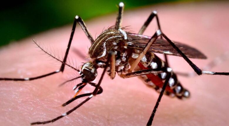 Com 4.771 casos confirmados, Araraquara registra 5ª morte por dengue - Crédito: Divulgação