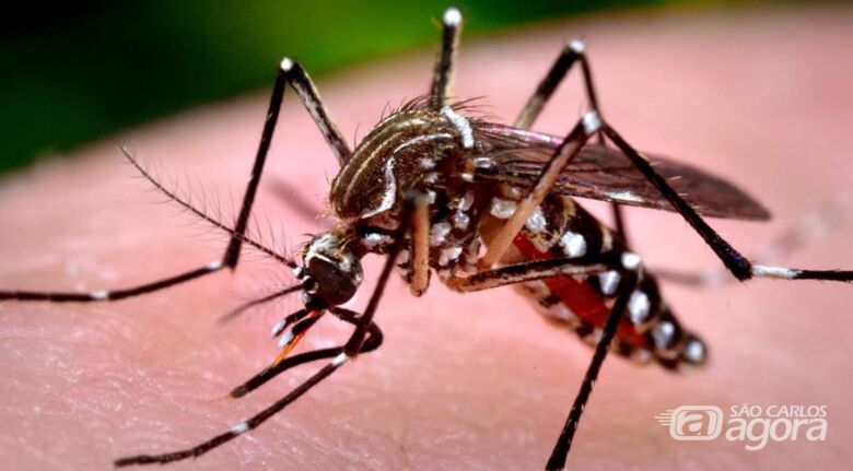 Com 4.771 casos confirmados, Araraquara registra 5ª morte por dengue - Crédito: Divulgação