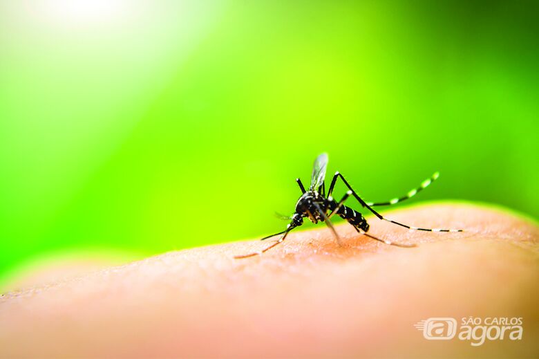 Sorotipo 2 da Dengue já circula em São Carlos - Crédito: Divulgação
