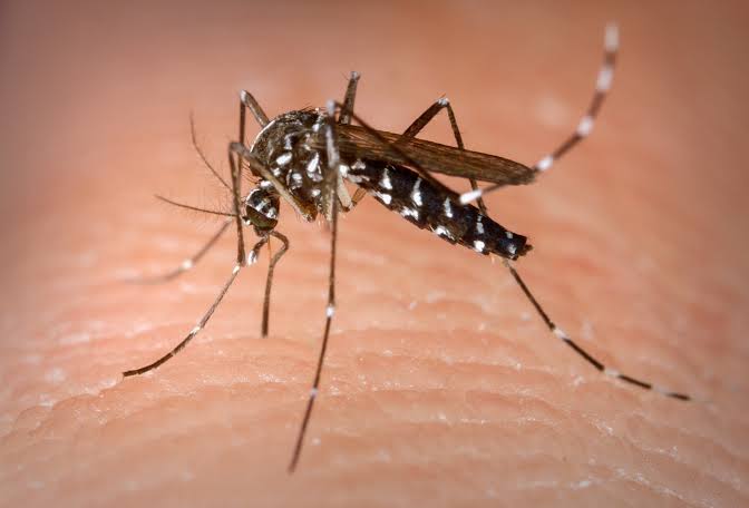 São Carlos registra 245 casos de Dengue -