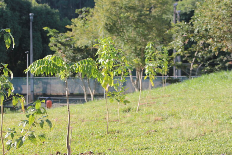 UFSCar realiza levantamento, manejo e plantio de árvores no campus sede - Crédito: Raquel Boschi - SGAS/UFSCar
