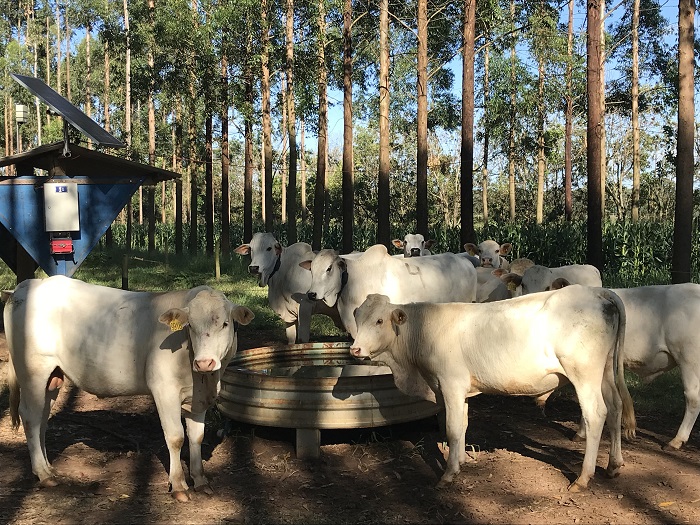 Publicação da Embrapa São Carlos ajuda produtor a calcular consumo de água por animais - Crédito: Ana Maio
