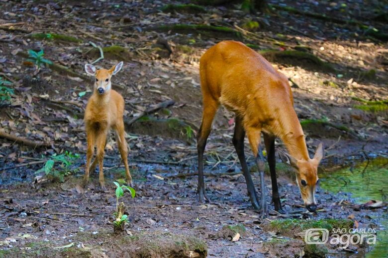 Nasce filhote de cervo-do-pantanal no Parque Ecológico de São Carlos - 
