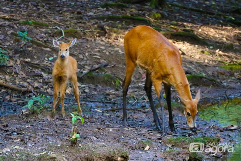 Nasce filhote de cervo-do-pantanal no Parque Ecológico de São Carlos -