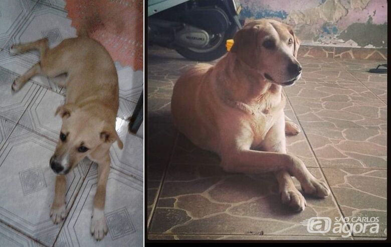 Homenagem Funerais Pet às cachorrinhas Cindy e Laira -