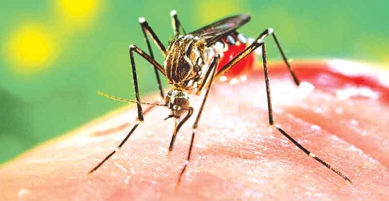 Sobe para 308 os casos de Dengue em São Carlos - Crédito: Divulgação