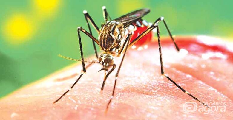 Sobe para 308 os casos de Dengue em São Carlos - Crédito: Divulgação