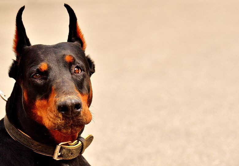 Mulher morre após ser atacada por cão em cidade da região - Crédito: Alexas_Fotos por Pixabay (imagem Ilustrativa)