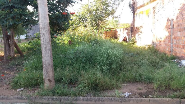 Ratos e aranhas invadem casa no Santa Felícia - Crédito: Divulgação