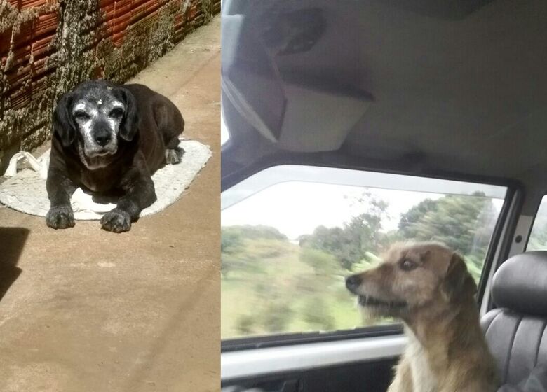 Homenagem da Funerais Pet aos animais que partiram -