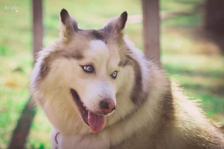 Vila Nery irá receber a 2ª Cãominhada; evento é beneficente - Crédito: Divulgação