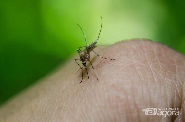 Na USP de São Carlos, a “A malária volta assustar o Brasil” - Crédito: Divulgação