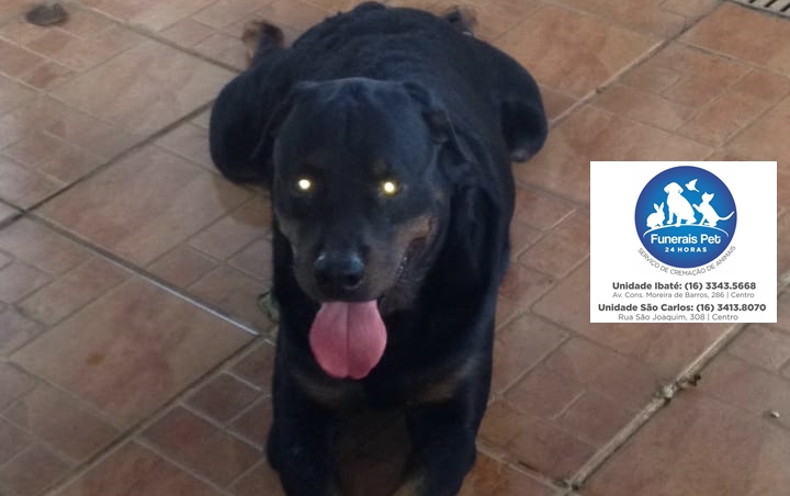 Nota de despedida ao cãozinho Thor -