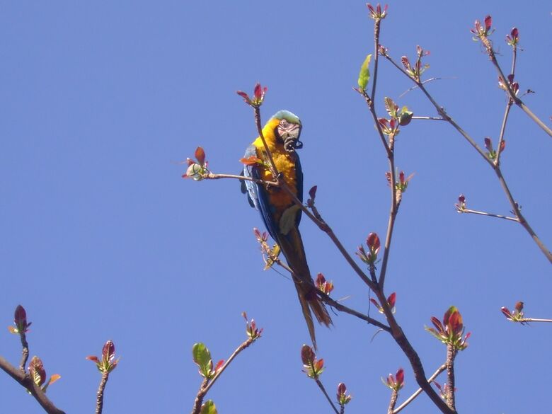 Pós-graduação em Conservação da Fauna da UFSCar oferta mestrado profissional - Crédito: Pixabay