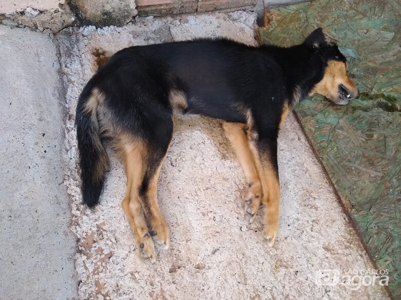 Mais um cachorro é envenenado no Jardim Zavaglia - Crédito: Marcos Escrivani