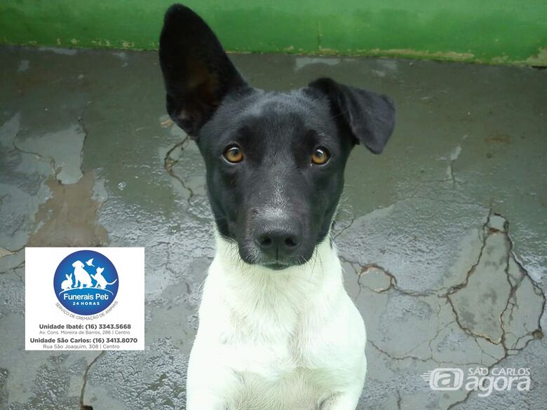 Homenagem da Funerais Pet a Cachorrinha Aika -