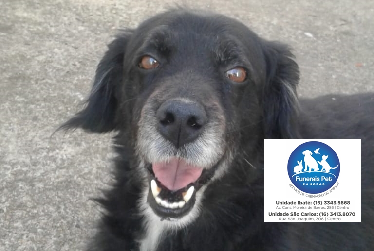 Homenagem do Funerais Pet ao cachorro Duque -