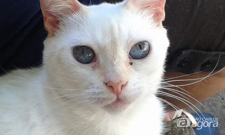 Homenagem a gatinha Lisa Maria -