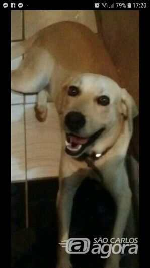 Homenagem a cachorro Marley -