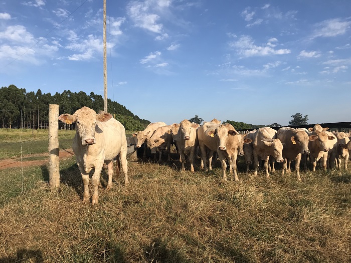 Leilão de bovinos, equinos e ovinos da Embrapa será dia 12 em São Carlos - Crédito: Ana Maio