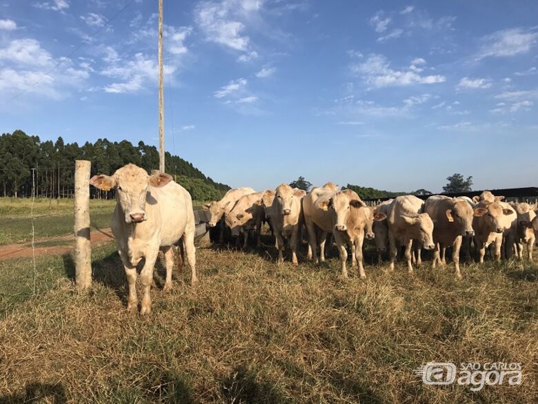 Leilão de bovinos, equinos e ovinos  da Embrapa será dia 12 em São Carlos - Crédito: Ana Maio