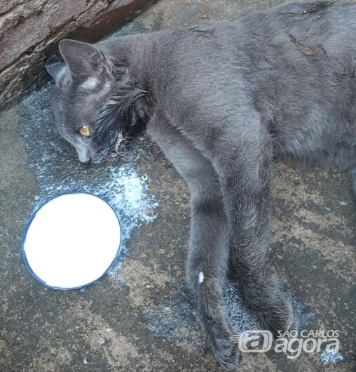 Dois gatos e um cão são envenenados no Santa Felícia - Crédito: Marcos Escrivani