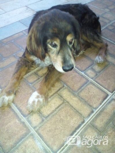 Homenagem ao cachorro Tobi. -