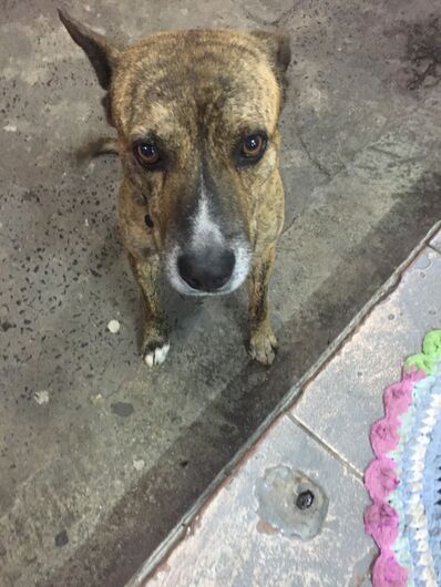 Homenagem ao cachorro Rambito e Chica -