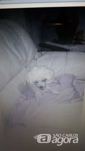 Homenagem a cachorrinha Mel -