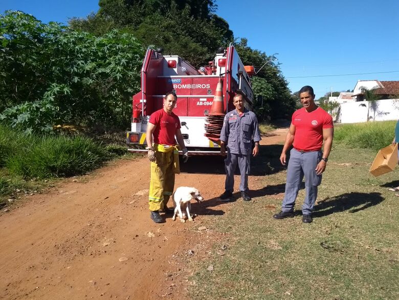 Bombeiros resgatam cão que caiu em buraco - Crédito: Divulgação