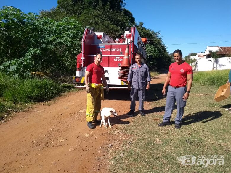 Bombeiros resgatam cão que caiu em buraco - Crédito: Divulgação