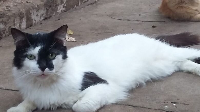 Homenagem a Gato João e gatinha Rebeca -