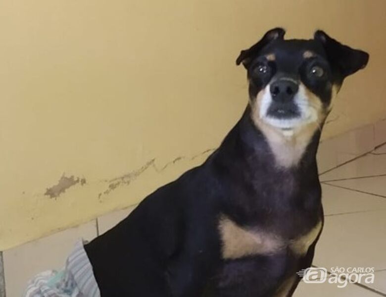 Homenagem a Cachorrinha Sophia -