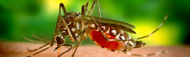IFSC/USP São Carlos desenvolve sensor genético para detectar e distinguir Zika e Dengue - Crédito: Divulgação
