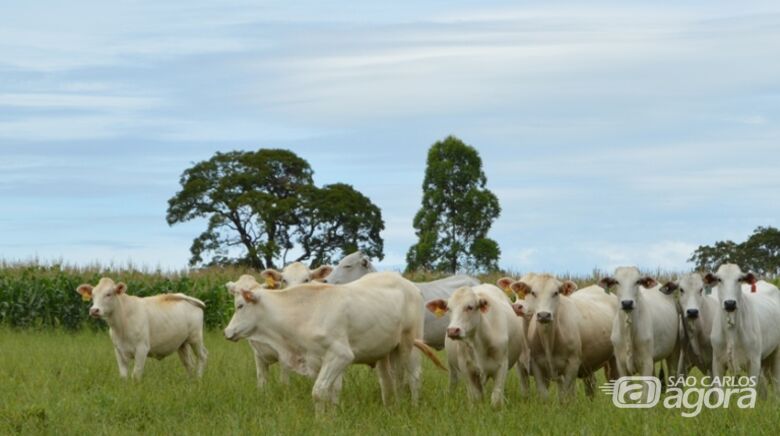 Dia de Campo em São Carlos apresenta ILP para diversificação de produção e renda - Crédito: Divulgação