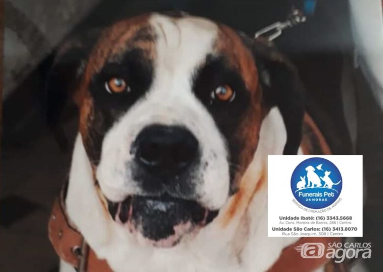 Homenagem da Funerais Pet ao cachorro Brusk -
