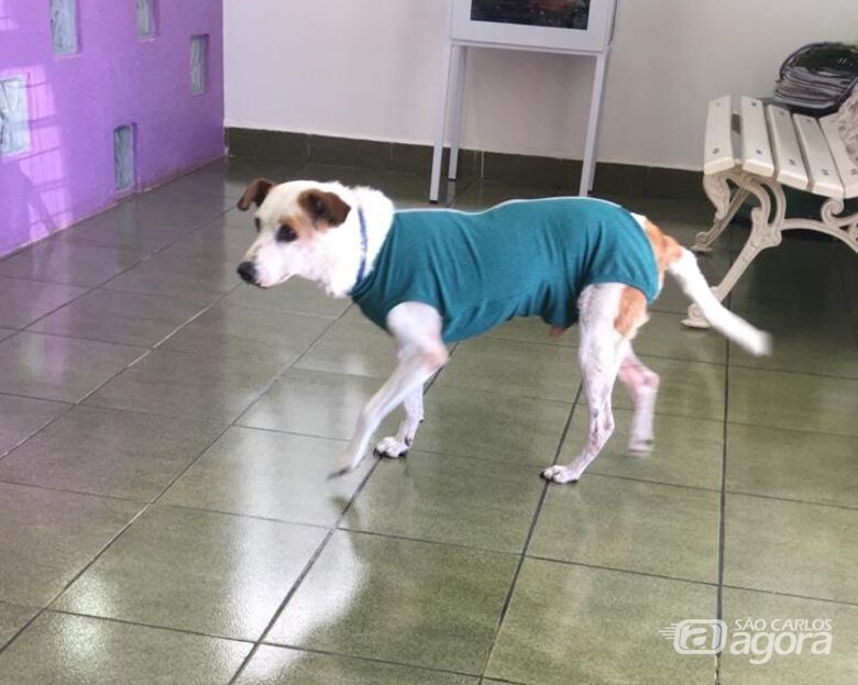 Homenagem ao Cachorro Toninho -